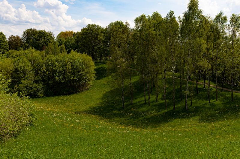 Increase Your Land Clearing Business with an AI Driven, Targeted Website