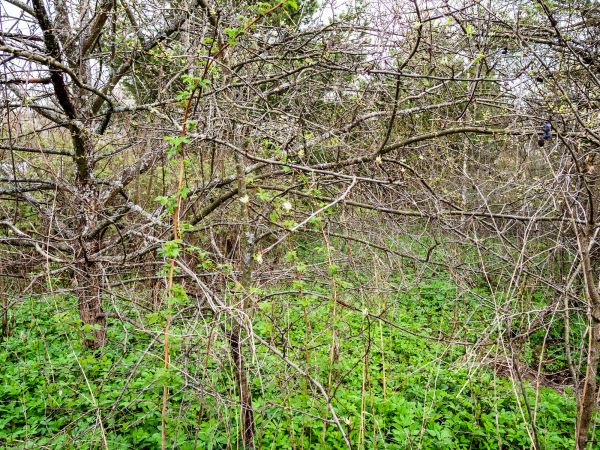 Underbrush Clearing in Kent