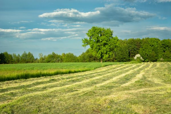 Cost of Vegetation Removal in Kent