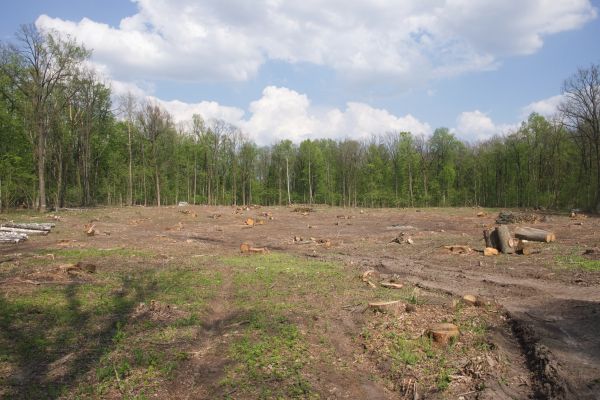Pasture Clearing in Kent