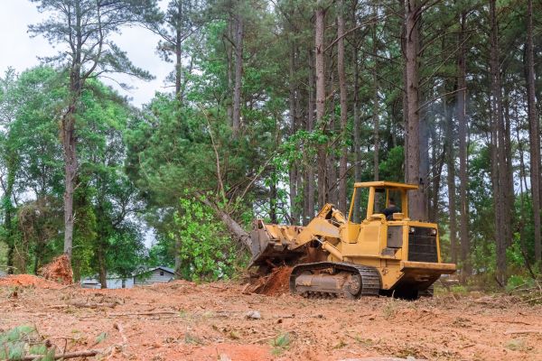 Forest Thinning in Kent