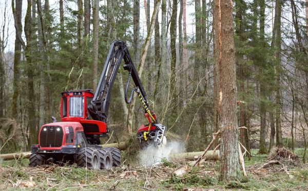 Forest Clearance Service in Kent