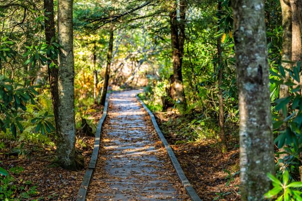 Cost of Trail Clearing in Kent