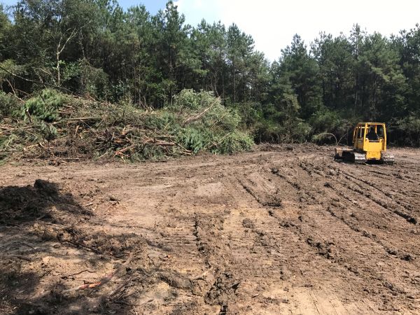 Thicket Clearing in Kent